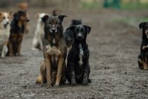 U Bugojnu otvoreno prihvatilište za zbrinjavanje pasa lutalica