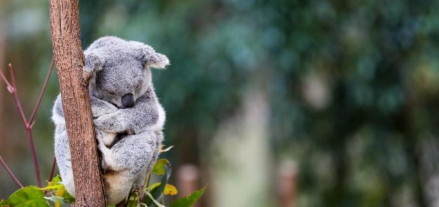 Koale ugrožene zbog nestanka staništa: U Australiji izgorelo 2.000 hektara šuma