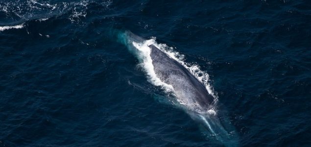 Prvi put izmereni otkucaji srca plavog kita dok zaranja u potrazi za hranom