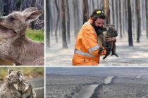 Dom koala prije i poslije požara – pakao ga je potpuno izbrisao