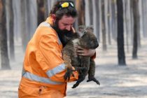 Nakon katastrofalnih požara, koalama u Australiji prijete i poplave