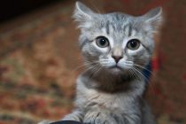 Zabilježen prvi slučaj: Vlasnik prenio koronavirus svojoj mački