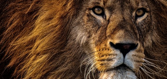 Detaljniji pogled na evoluciju lavova nudi nove nade za spas velikih mačaka