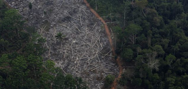 Krčenje Amazonske prašume u Brazilu na najvišem nivou od 2008.