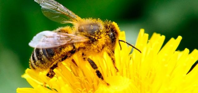 Smanjenje populacije pčela