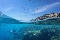 Za oporavak zaliha ribe treba zaštititi 30 posto Mediterana