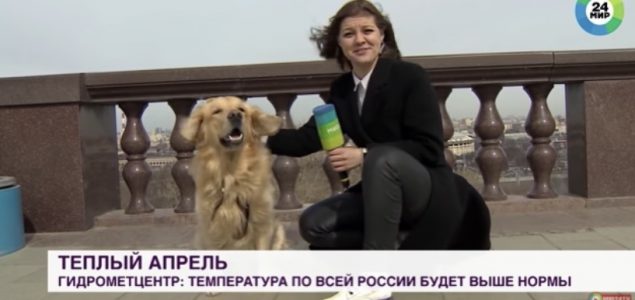 Pas ukrao mikrofon ruskoj novinarki dok se javljala uživo