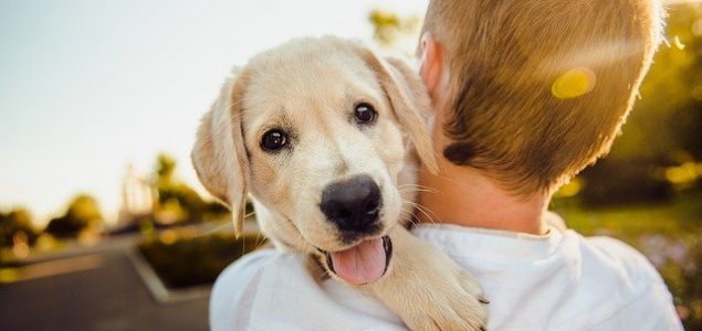 Pet razloga zbog kojih biste trebali nabaviti psa