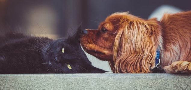 Deset najčešćih zdravstvenih problema kod pasa i mačaka