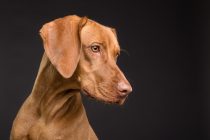 Novo britansko istraživanje: 5 najređih vrsta pasa na svetu