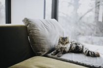 Koje bolesti su “tihe” ubice mačaka?