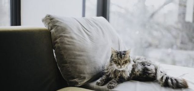 Koje bolesti su “tihe” ubice mačaka?