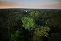 Amazonija: Hiljadama vrsta biljaka i životinja prijeti izumiranje