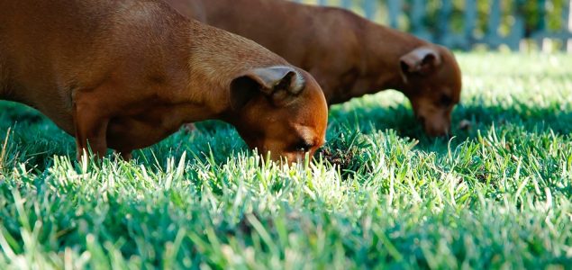 Zašto psi nekad jedu travu – nova studija pokazuje da nije zbog toga što im je loše