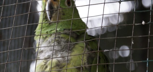 Krijumčarenje egzotičnih životinja u Kolumbiji postao jedan od najunosnijih poslova