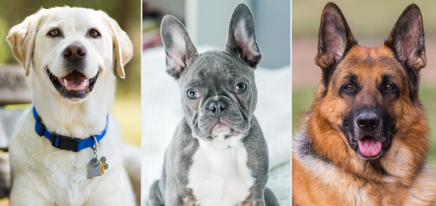 Koje su najpopularnije rase pasa na svijetu
