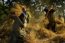 Osiromašenim poljoprivrednicima talibani nameću ‘dobrotvorne poreze’