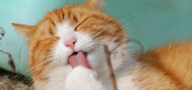 Zašto vas mačka stalno liže – tri su moguća razloga