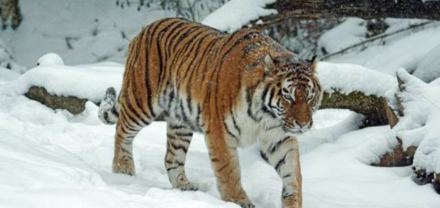 Borba za opstanak sibirskog tigra