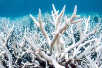 Potvrđeno novo masovno izbjeljivanje Velikog koraljnog grebena