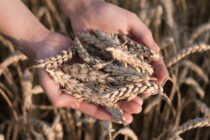 Proklete crne zemlje, povijest ukrajinskog žita