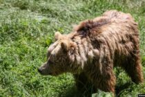 Ugrožene životinje u BiH zaštićene samo na papiru