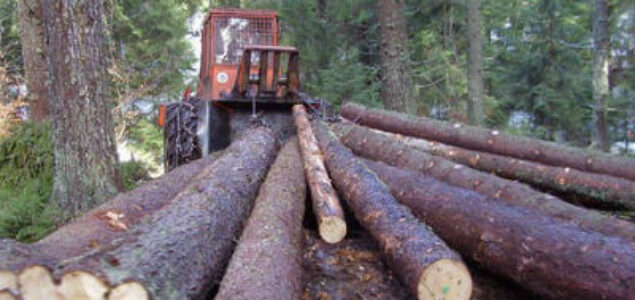 Organized theft of the forest in Kneževo