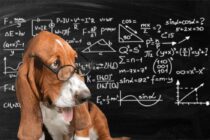Mogu li psi razumjeti matematiku? Znanstvenici imaju neočekivan odgovor