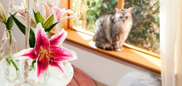 Jeste li znali da ovo lijepo cvijeće može biti jako opasno za mačke?