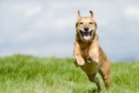 Psi mogu plakati od sreće, pokazuje studija
