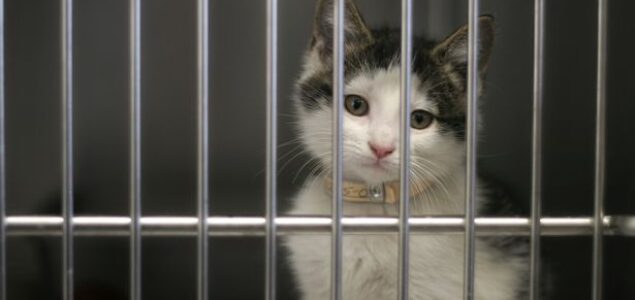 Milioni vlasnika mačaka u Velikoj Britaniji mogli bi biti prisiljeni da mikročipiraju svoje ljubimce