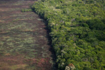 Rekordno krčenje šume u brazilskoj Amazoniji