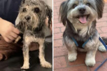Dirljive fotografije pasa prije i nakon udomljavanja: Svima je potrebna ljubav